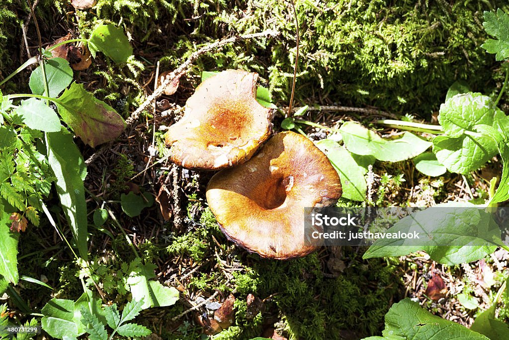 Funghi in Alpi - Foto stock royalty-free di Allgäu