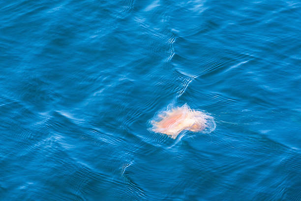 istock Lion's mane jellyfish in the sea 480732508