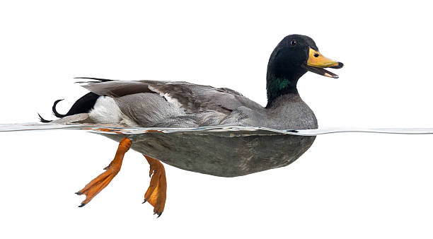istock Side view of a Mallard in the water, quacking 480732627