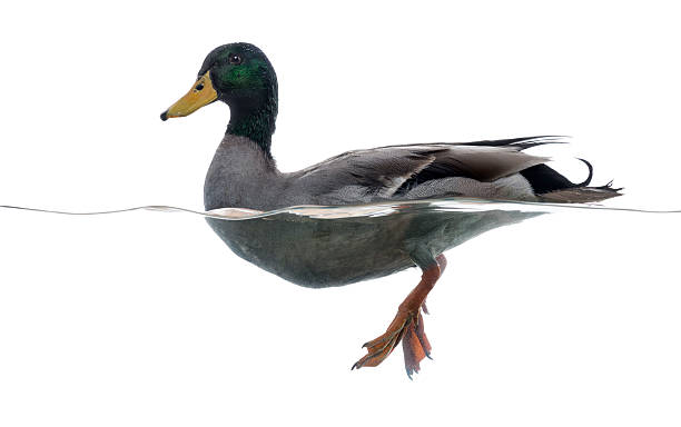 istock Side view of a Mallard floating on the water 480732647