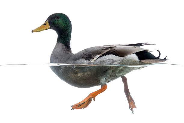 istock Side view of a Mallard floating on the water 480732649