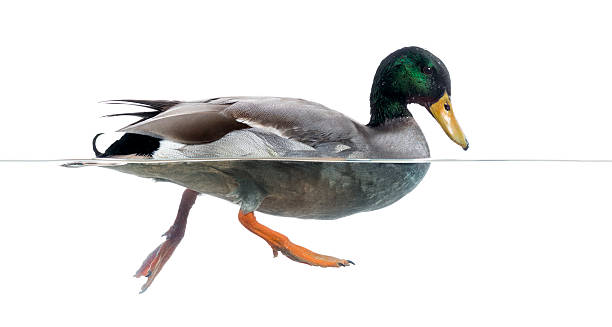 istock Side view of a Mallard floating on the water 480732653