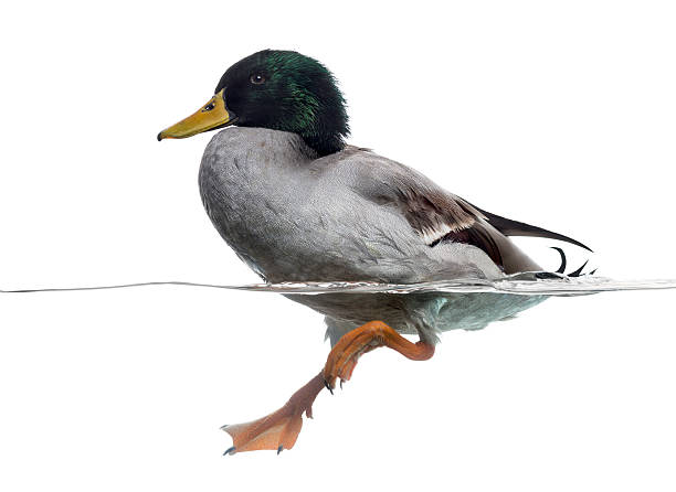 istock Side view of a Mallard floating on the water 480732655