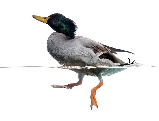 istock Side view of a Mallard floating on the water 480732657