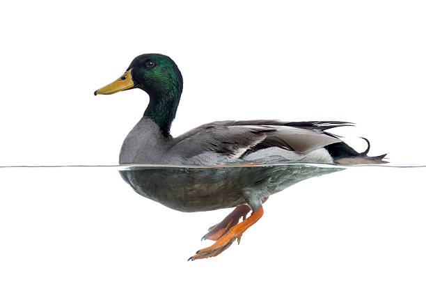 istock Side view of a Mallard floating on the water 480732659