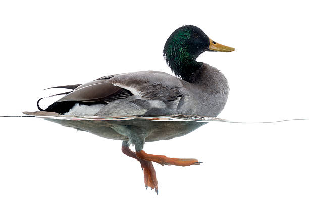 istock Side view of a Mallard floating on the water 480732661