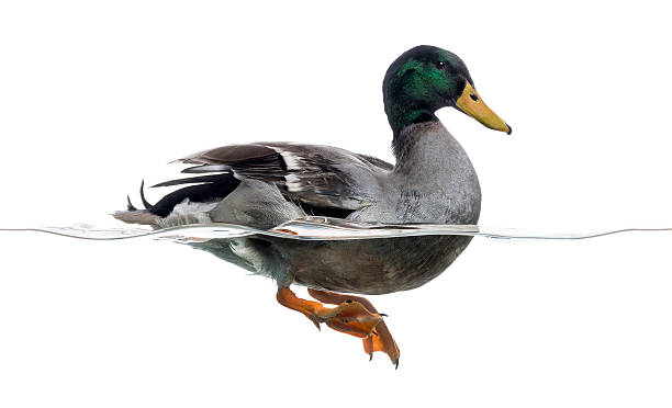 istock Side view of a Mallard floating on the water 480732665