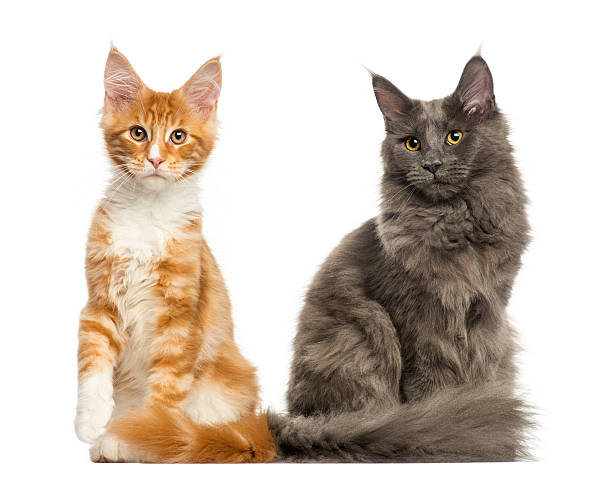 istock Maine Coon and Birman kittens sitting together 480732755