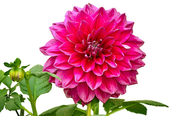 istock Dahlia autumn flower petals closeup. 480732934