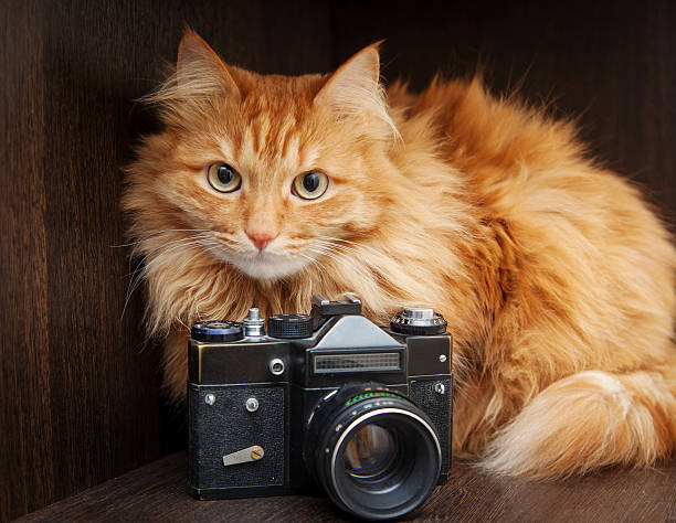 istock cat and vintage photo camera 480733069