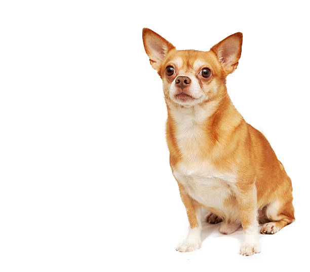 istock Chihuahua hua dog, isolated on a white background 480733105