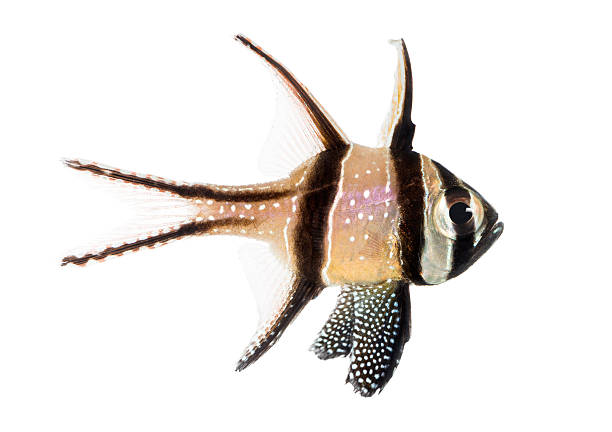 Side view of a Banggai Cardinalfish, Pterapogon kauderni, isolated on white