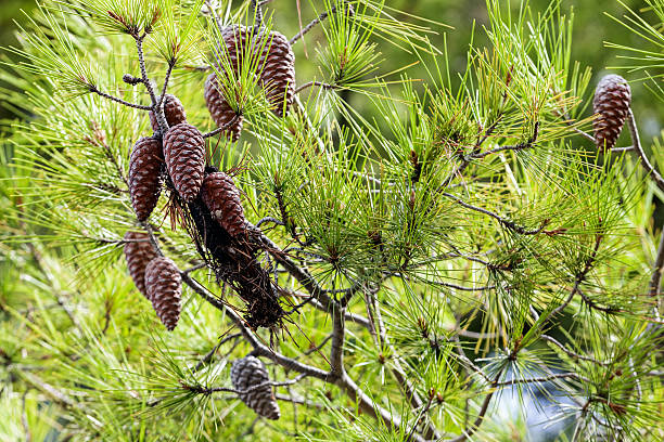 istock Close up of an old pine tree 480733516