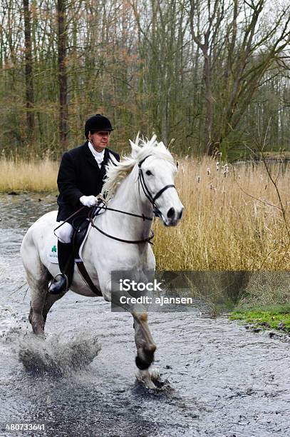 Hunters Riding Pferden Durch Eine Sumpf Stockfoto und mehr Bilder von Apportierhund - Apportierhund, Autorität, Baum