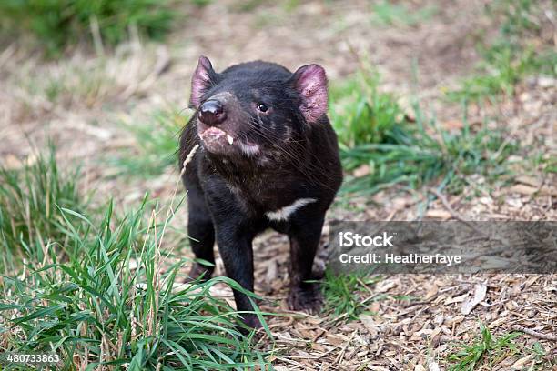 Diavolo Orsino - Fotografie stock e altre immagini di Diavolo orsino - Diavolo orsino, Animale, Australia