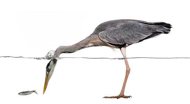 istock Side view of a Grey Heron fishing, head under water 480736509