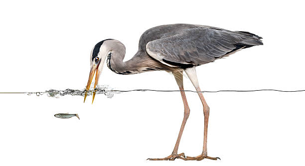 istock Grey Heron fishing at the surface 480736555