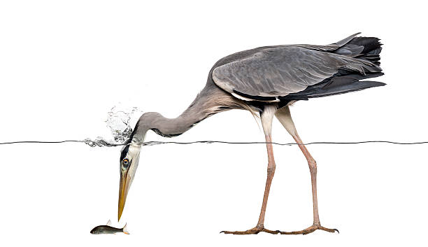 istock Side view of a Grey Heron fishing, head under water 480736559