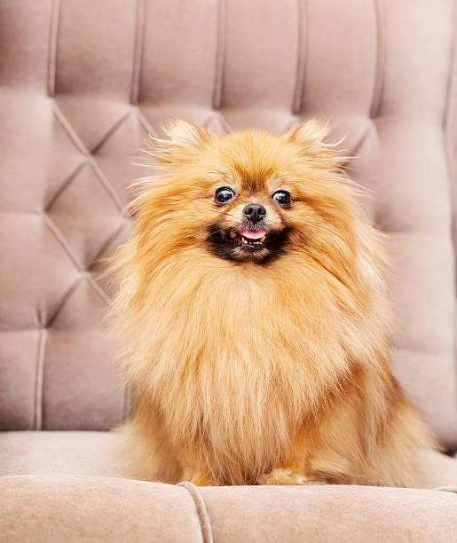 istock funny and fluffy pomeranian 480736575