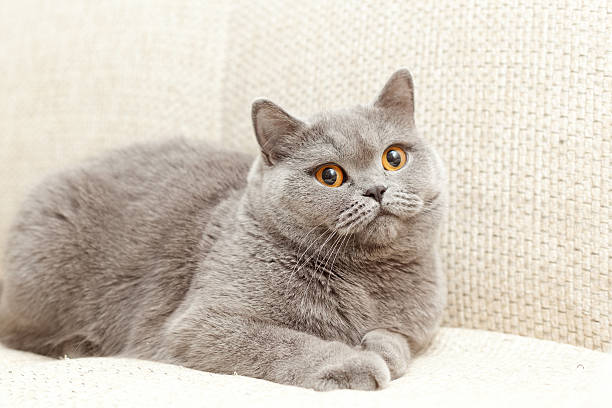 istock Pretty blue British cat with yellow eyes on the couch 480736823