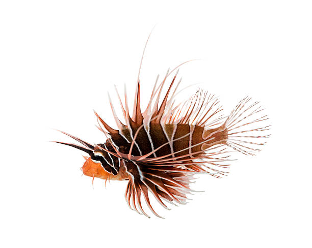 istock Side view of a Broadbarred firefish, Pterois antennata 480736843