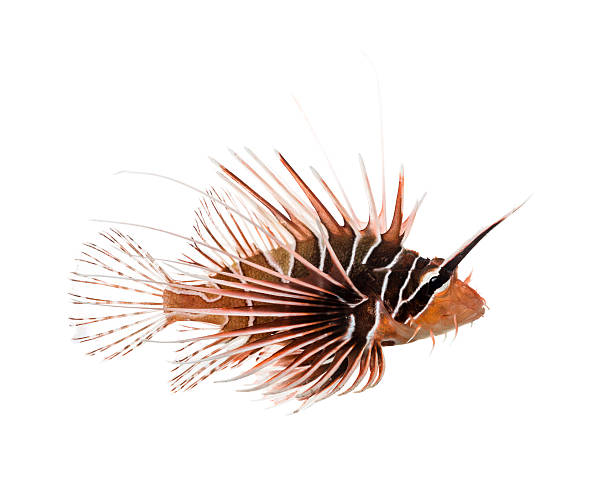 istock Side view of a Broadbarred firefish, Pterois antennata 480736869