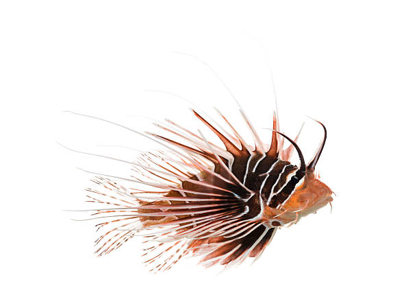 istock Side view of a Broadbarred firefish, Pterois antennata 480736873