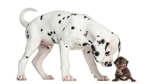 istock Dalmatian puppy sniffing a kitten meowing 480737009