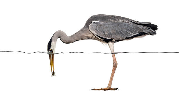 istock Grey Heron catching a fish under water line 480737037