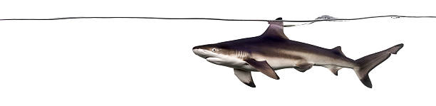 istock Blacktip reef shark swimming at the surface 480737077