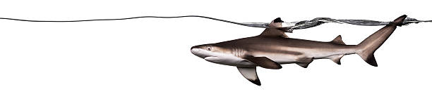 Blacktip reef shark swimming at the surface