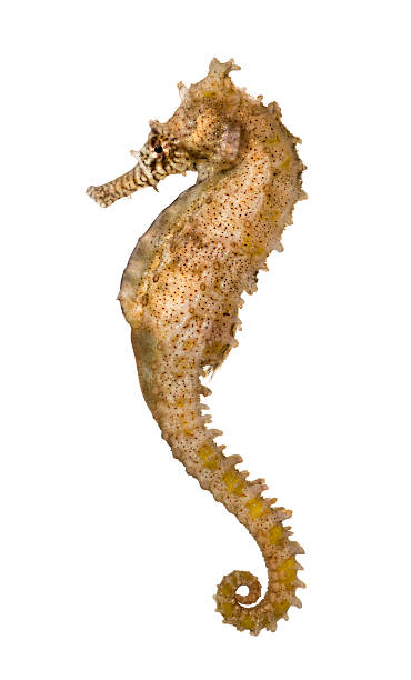 istock Side view of a Common Seahorse, Hippocampus kuda 480737093