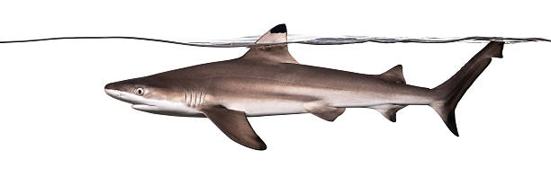 istock Blacktip reef shark swimming at the surface 480737119
