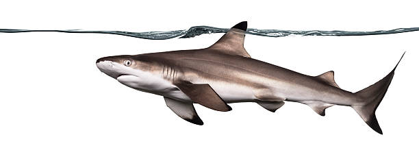 istock Blacktip reef shark swimming at the surface 480737123