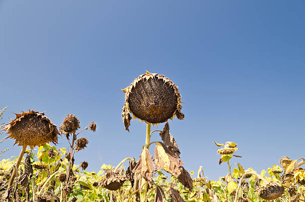 istock Sunflowers on the blue sky 480737150