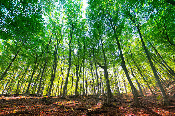 istock Sunlight goes through yellow and green leaves in autumn forest 480737166