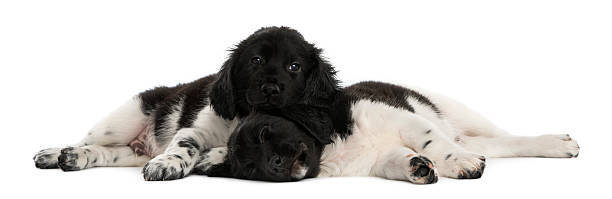 istock Stabyhoun puppies lying down together, resting 480737285