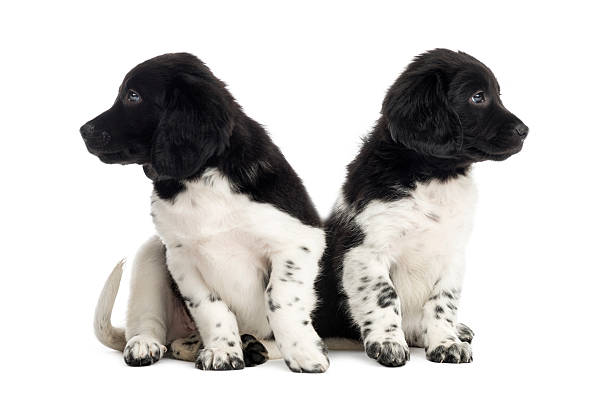 istock Stabyhoun puppies ignoring each other, isolated on white 480737303