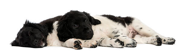 istock Stabyhoun puppies lying down together, resting 480737475