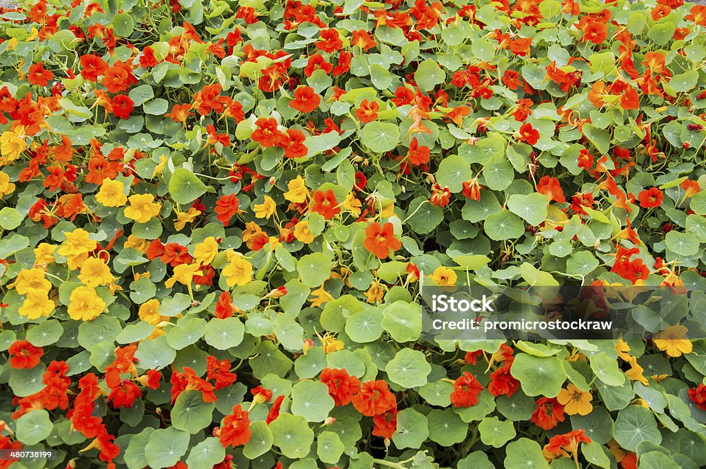 Nasturtium flower bed Nasturtium flowers of red and yellow colors. Agricultural Field Stock Photo