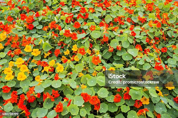 Nasturtium Flower Bed Stock Photo - Download Image Now - Agricultural Field, Nasturtium, Beauty In Nature