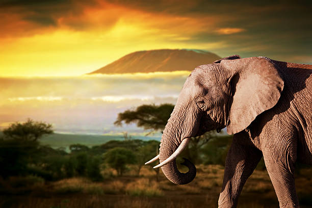 istock Elephant on savanna. Mount Kilimanjaro at sunset in the background 480738561