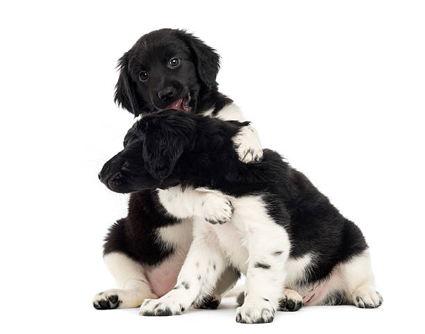 istock Stabyhoun puppies playing together, isolated on white 480738841
