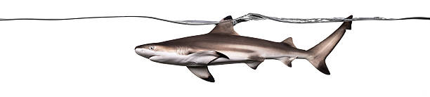 istock Blacktip reef shark swimming at the surface 480738843
