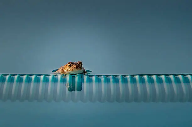 This pool frog is enjoying a morning swim