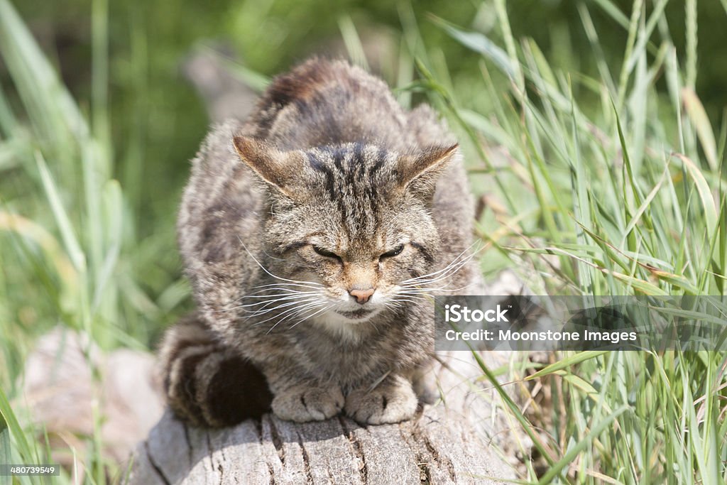 Chat sauvage écossais - Photo de Angleterre libre de droits