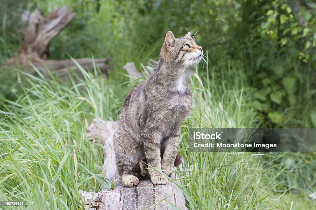 Gato Montês escocês - Foto de stock de Animais Machos royalty-free