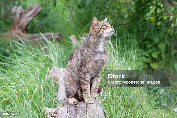 Foto de Gato Montês Escocês e mais fotos de stock de Animais Machos - Animais Machos, Animais caçando, Animais em Extinção