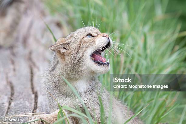 Gatto Selvatico Scozzese - Fotografie stock e altre immagini di Gatto selvatico scozzese - Gatto selvatico scozzese, Gatto selvatico europeo, Aggressione