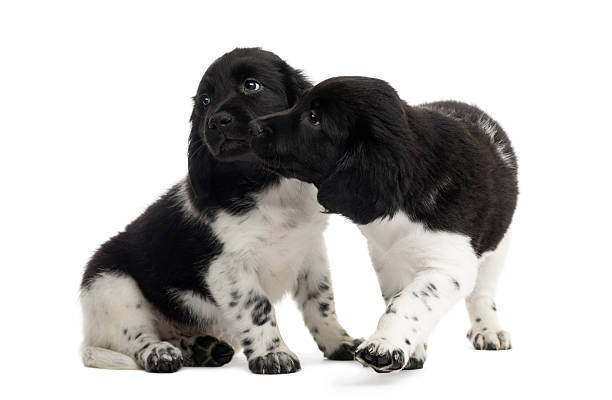 istock Two Stabyhoun puppies cuddling together, isolated on white 480739683
